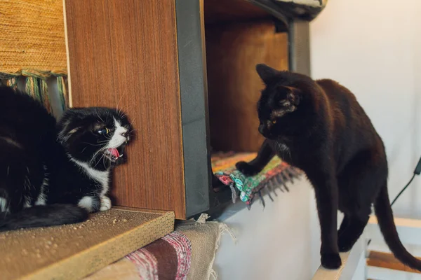 adorable young tabby cat fighting with cat.