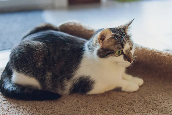 Gatto bianco e grigio nella casa dei gatti sul pavimento guardando a destra. — Foto Stock