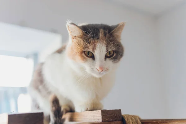 Adorável gato tabby sentado no chão da cozinha olhando para a câmera. — Fotografia de Stock