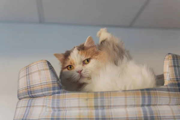 Witte en grijze kat in kattenhuis op de vloer naar rechts kijkend. — Stockfoto