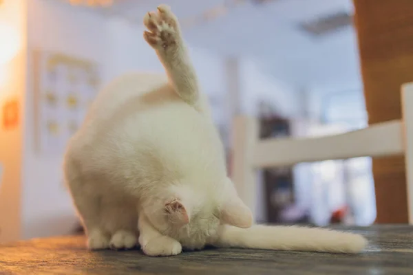 Adorabile gatto tabby seduto sul pavimento della cucina a fissare la fotocamera. — Foto Stock