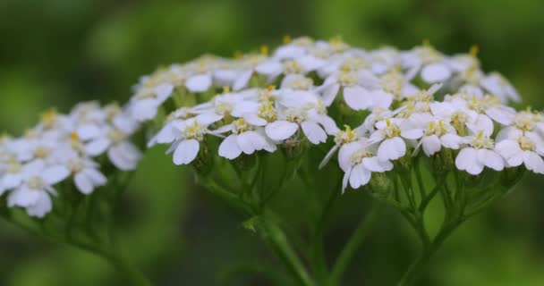 White Crab Spider On Violet Flower macro. — Stock Video