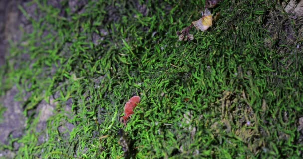 Красный клещ скребется на зеленом листе, резкий крупный план. — стоковое видео