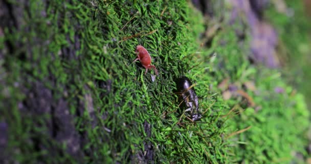 Röd fästing skramlande på ett grönt löv, skarp närbild. — Stockvideo