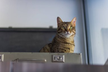 Bavuldaki Kedi - Kedi Bagajda Yatıyor - Bengal Kedisi.