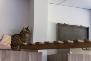 Mühür uçlu bir Birman kedisi, 4 aylık bir kedi yavrusu, tavan arasındaki tahta kirişe tırmanır..