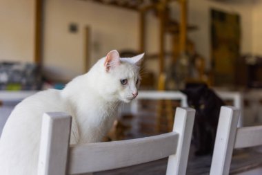 Odada beyaz sandalyede oturan sevimli kedi, kapat..