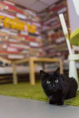 Beyaz boyunlu, pençeli ve sarı gözlü siyah kedi kameraya bakıyor, turuncu bir zeminde, karanlık bir odada oturuyor ilkbahar güneşinde kedilerin yüzünde pencereden dışarı parlıyor. Kedi portresi.