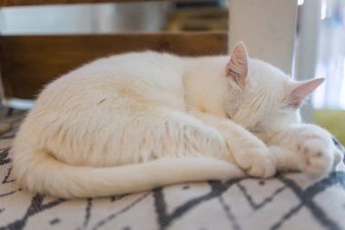 Uyuyan kedi. Beyaz kedi sıcak ekose üzerinde tatlı tatlı uyuyor..