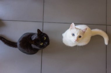 Beton zeminde yatan siyah beyaz kedi.