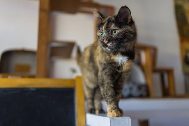 Odada beyaz sandalyede oturan sevimli kedi, kapat..