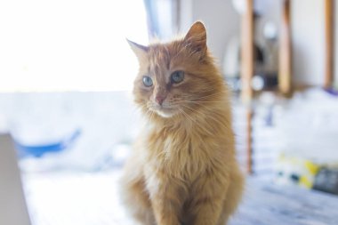 Şehirde bir dairede masada oturan korkmuş kızıl kedi..