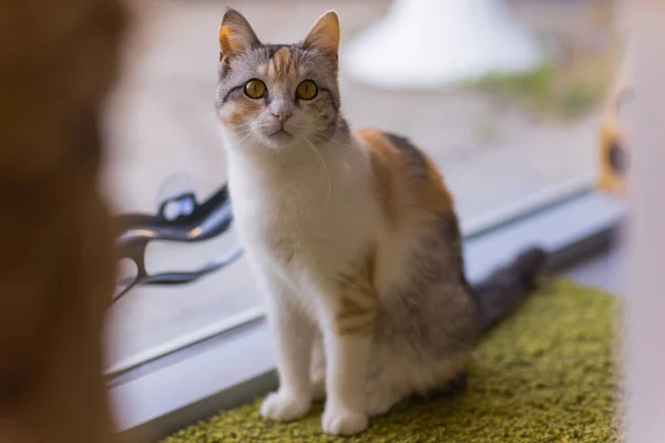 Gris gato tabby sentado en alfombra esponjosa cerca de la ventana. — Foto de Stock