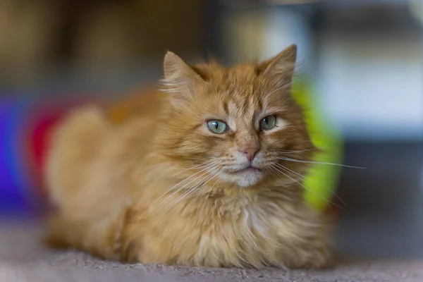 Fluffy ginger cat lying on wooden floor in profile. — Stock Photo, Image