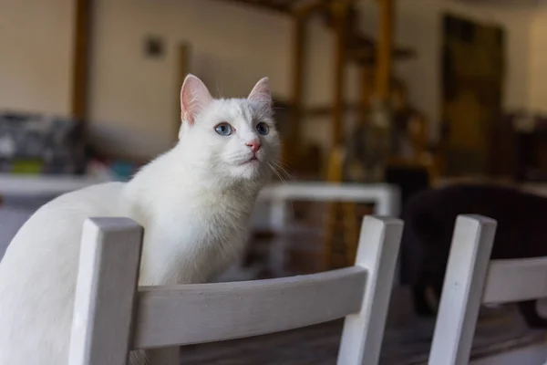 Gato bonito sentado na cadeira branca no quarto, close-up. — Fotografia de Stock