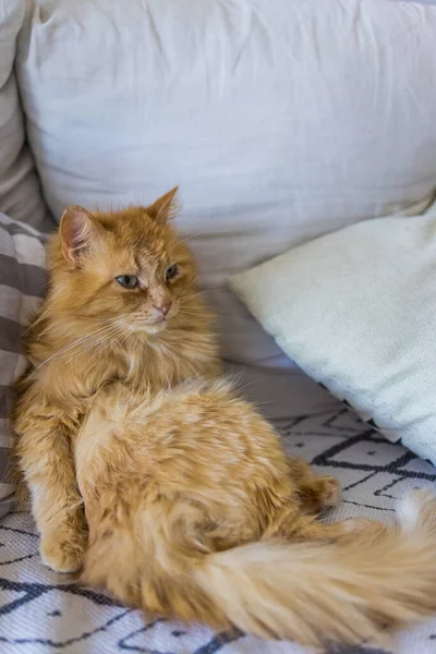 Rote flauschige Katze sitzt wie ein Mensch auf dem Bett. — Stockfoto