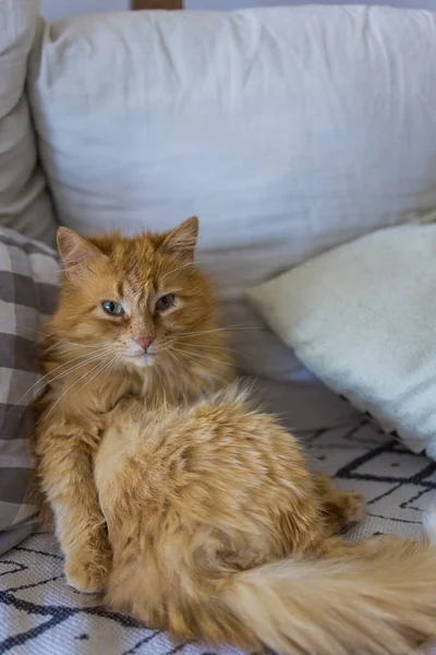 Red fluffy cat sitting like a human on bed. — Stock Photo, Image