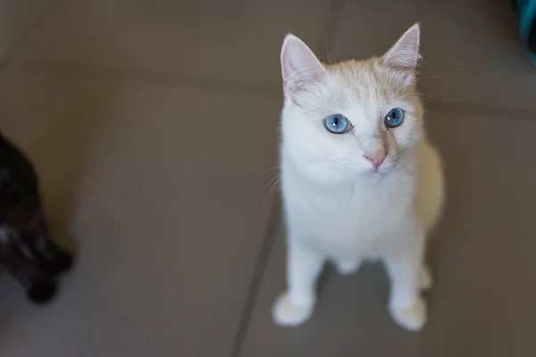 Gato branco no chão de cimento áspero. — Fotografia de Stock
