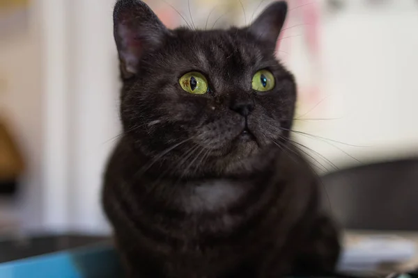 Чорний кіт з білою шиєю і лапами і жовтими очима дивиться на камеру, сидячи в темній кімнаті на помаранчевій підлозі навесні сонце світить на котів обличчям з вікна. Портрет кота . — стокове фото