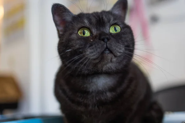Чорний кіт з білою шиєю і лапами і жовтими очима дивиться на камеру, сидячи в темній кімнаті на помаранчевій підлозі навесні сонце світить на котів обличчям з вікна. Портрет кота . — стокове фото