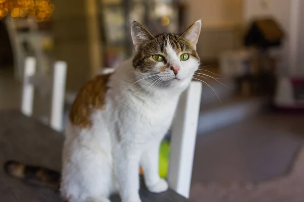 Gato bonito sentado na cadeira branca no quarto, close-up. — Fotografia de Stock