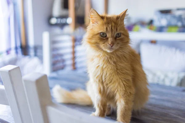 The frightened ginger cat sitting on a table in a city apartment. — Stock Photo, Image
