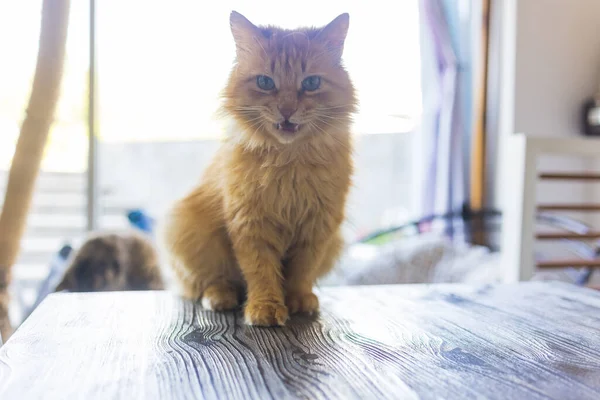 Испуганный рыжий кот сидит на столе в городской квартире. — стоковое фото