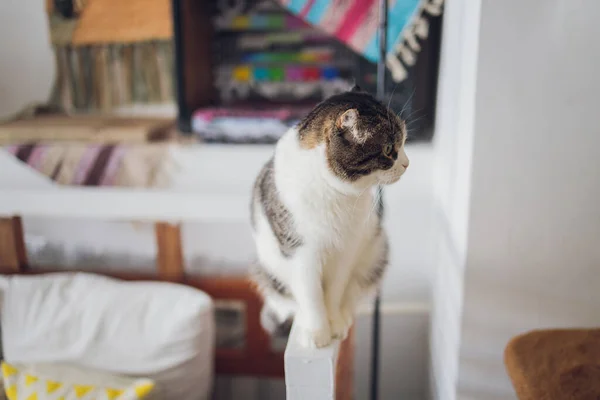부엌 바닥에 앉아 카메라를 보고 있는 사랑 스러운 고양이. — 스톡 사진