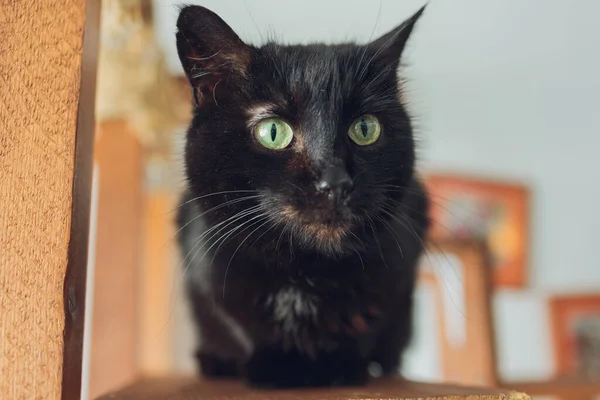 Niedliche schwarze Katze mit gelben Augen auf schwarzem Hintergrund, Nahaufnahme. — Stockfoto