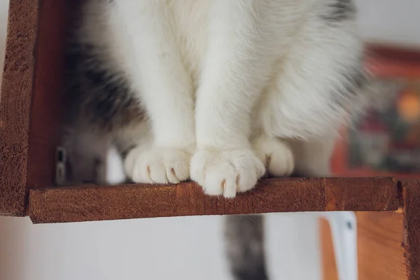 Close-up de cinza britânico gato patas sentado sobre a mesa. — Fotografia de Stock