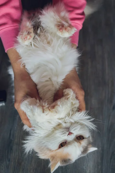 Gros plan d'un jeune homme barbu qui se tient sur un balcon avec son chat. Portrait d'un curieux chat Devon Rex aux yeux bleus assis sur des mains humaines et regardant directement la caméra. Fond flou. — Photo