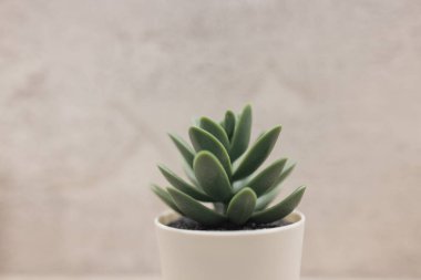 Artificial grass in the pot for interior decoration.