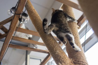 Kedi tırmalama. Pençeler tırmalama direğinde, pencerenin arka planında..