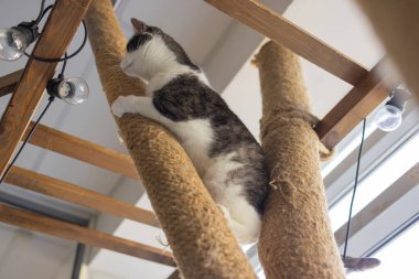 Kedi tırmalama. Pençeler tırmalama direğinde, pencerenin arka planında..