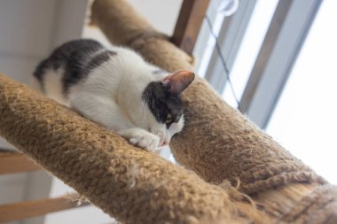 Kedi tırmalama. Pençeler tırmalama direğinde, pencerenin arka planında..