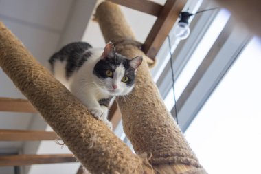 Kedi tırmalama. Pençeler tırmalama direğinde, pencerenin arka planında..