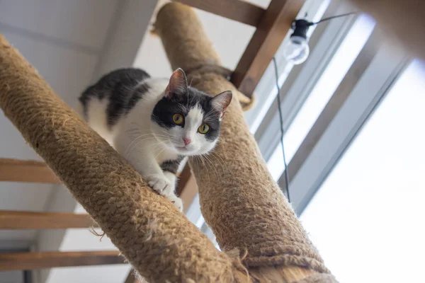 Cat Scratching.Claws on the scratching post against the background of the window.