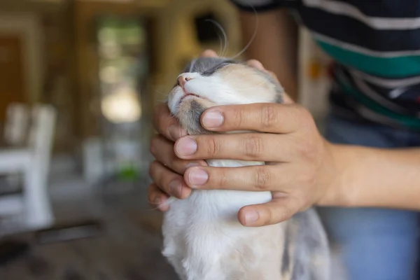 Zázvorové kotě ležící v rukou člověka. — Stock fotografie