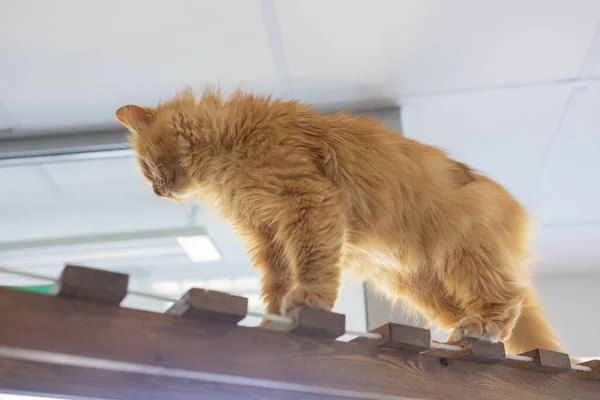 Die verängstigte Ingwerkatze sitzt auf einem Tisch in einer Stadtwohnung. — Stockfoto