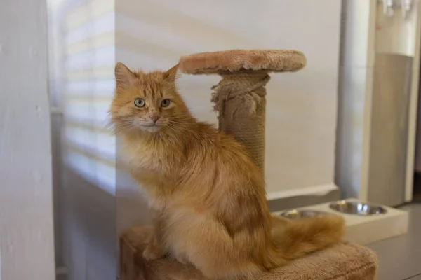 Cat Scratching.Claws on the scratching post against the background of the window.