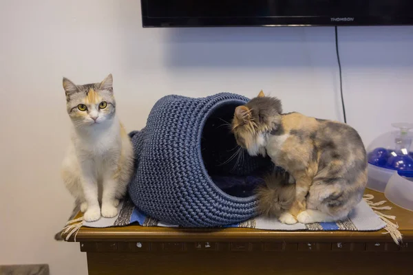 Gato branco cinza bonito em uma casa de estimação. — Fotografia de Stock