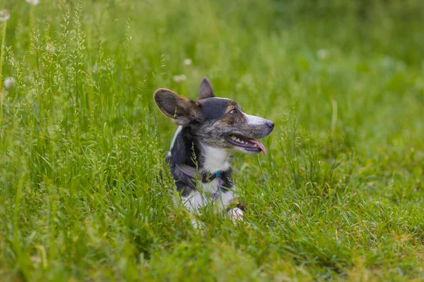 Šťastný pes běžící na zelené trávě. corgi — Stock fotografie