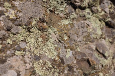 Aralarındaki çatlaklar ve yosunlarla birlikte Grunge kaya kalıpları. Islak taş duvar dokusunu kapat.