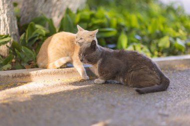 Kedi ve kedi terk edilmiş bir evin yanında..