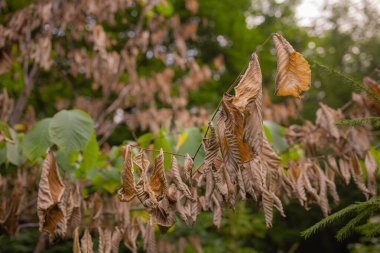Ağaçların kırmızı-sarı yaprakları. Sonbahar arkaplanı.
