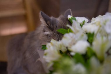 Kedi evde bir buket taze bahar çiçeği ve ranunculus kokluyor. Sıcak ve yumuşak bir kartpostal..