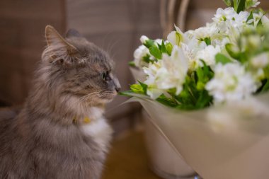 Kedi evde bir buket taze bahar çiçeği ve ranunculus kokluyor. Sıcak ve yumuşak bir kartpostal..