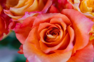 Pastel gül deseni, üst manzara, kapat.