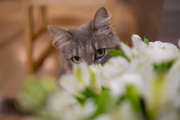 Kedi evde bir buket taze bahar çiçeği ve ranunculus kokluyor. Sıcak ve yumuşak bir kartpostal.. — Stok fotoğraf