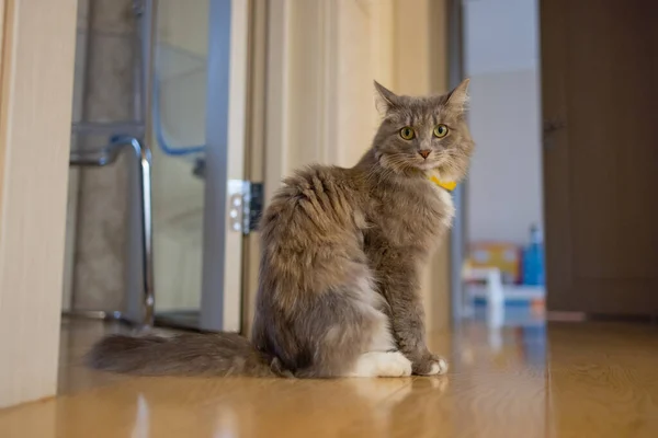 Korat gato doméstico sentado no chão de madeira. — Fotografia de Stock